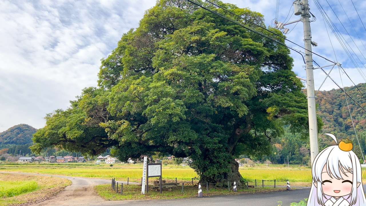 2026年　1月24日「山宮阿弥陀森大タブノキ」