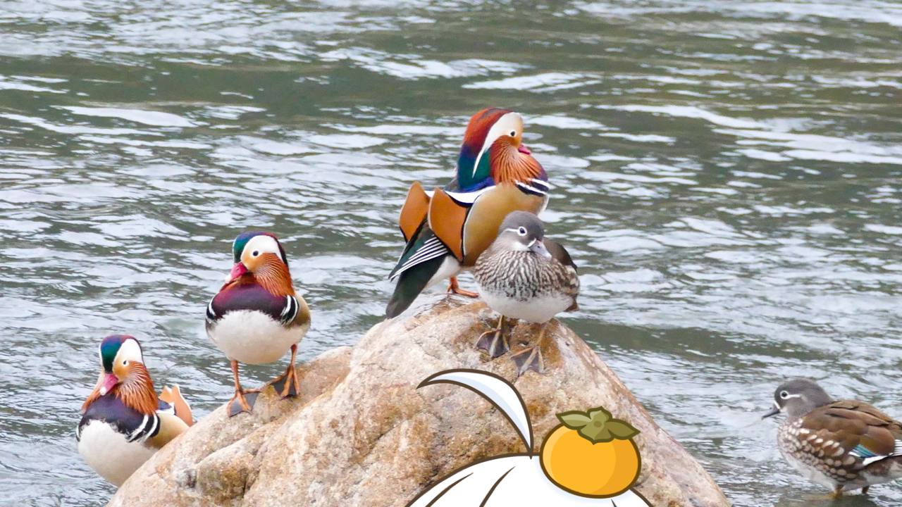 2026年　3月5日「オシドリ観察小屋」